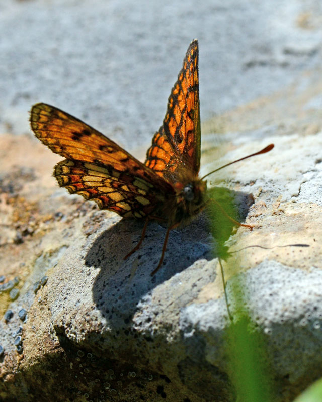 Esemplari di Melitaea da identificare